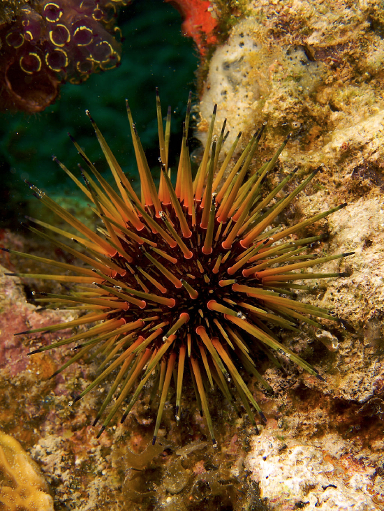  Echinometra viridia (Reef Urchin)